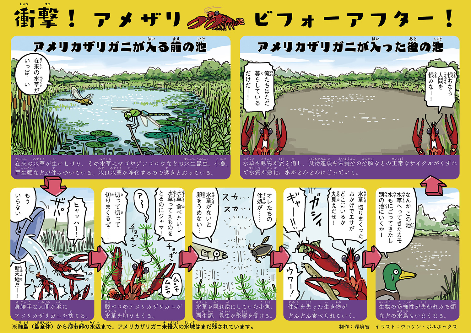 【学習ツール】日本の外来種対策『アメリカザリガニ』 | 中国環境パートナーシップオフィス（EPOちゅうごく）